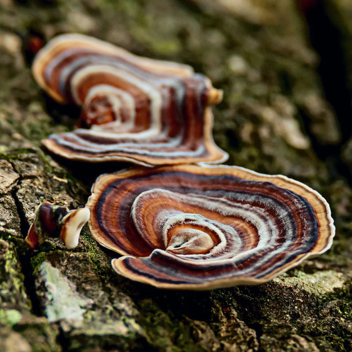 Touchwood Turkey Tail Mushroom Powder