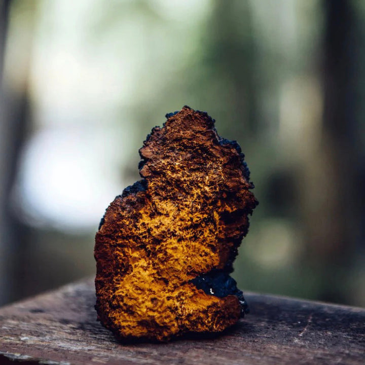 Touchwood Chaga Mushroom Powder