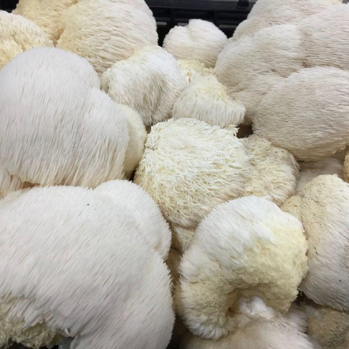Touchwood Lion's Mane Mushroom Powder